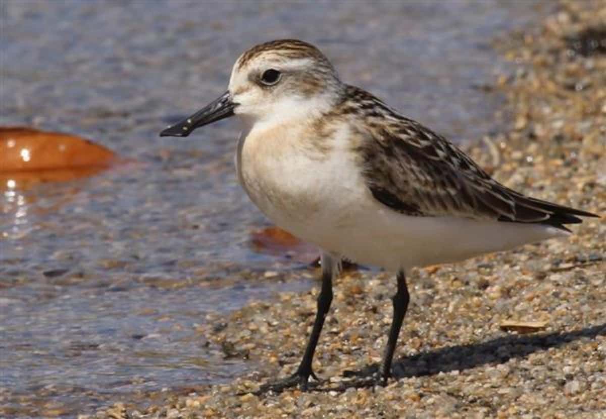 大阪万博、会場工事でヘラシギの飛来の湿地喪失　WWFや日本野鳥の会が府と市に共同書簡